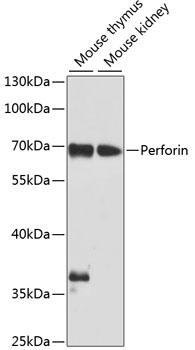 PRF1 / Perforin Antibody - Western blot analysis of extracts of various cell lines using Perforin Polyclonal Antibody at dilution of 1:1000.