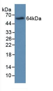 PRG2 / Proteoglycan 2 Antibody - Western Blot; Sample: Recombinant MBP, Human.