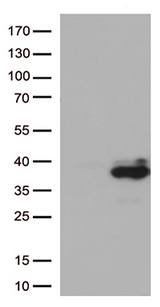 PRG2 / Proteoglycan 2 Antibody - HEK293T cells were transfected with the pCMV6-ENTRY control. (Left lane) or pCMV6-ENTRY PRG2. (Right lane) cDNA for 48 hrs and lysed. Equivalent amounts of cell lysates. (5 ug per lane) were separated by SDS-PAGE and immunoblotted with anti-PRG2. (1:500)