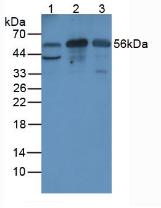 PRG2 / Proteoglycan 2 Antibody