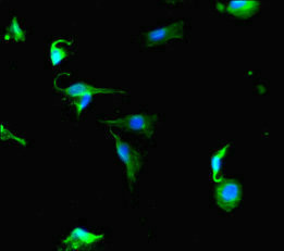PRG2 / Proteoglycan 2 Antibody - Immunofluorescent analysis of U251 cells diluted at 1:100 and Alexa Fluor 488-congugated AffiniPure Goat Anti-Rabbit IgG(H+L)