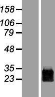 PRGP1 / PRRG1 Protein - Western validation with an anti-DDK antibody * L: Control HEK293 lysate R: Over-expression lysate