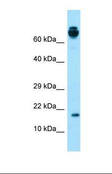 PRH2 Antibody - Western blot of Human Fetal Lung. PRH2 antibody dilution 1.0 ug/ml.  This image was taken for the unconjugated form of this product. Other forms have not been tested.