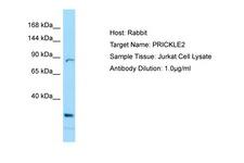 PRICKLE2 Antibody -  This image was taken for the unconjugated form of this product. Other forms have not been tested.