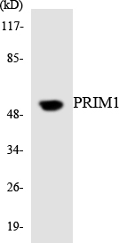 PRIM1 Antibody - Western blot analysis of the lysates from K562 cells using PRIM1 antibody.