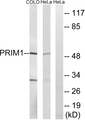 PRIM1 Antibody - Western blot analysis of lysates from COLO and HeLa cells, using PRIM1 Antibody. The lane on the right is blocked with the synthesized peptide.