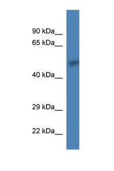 PRIM1 Antibody - PRIM1 antibody Western blot of Mouse Kidney lysate. Antibody concentration 1 ug/ml. This image was taken for the unconjugated form of this product. Other forms have not been tested.