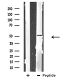 PRIM1 Antibody - Western blot analysis of extracts of HepG2 cells using PRIM1 antibody.
