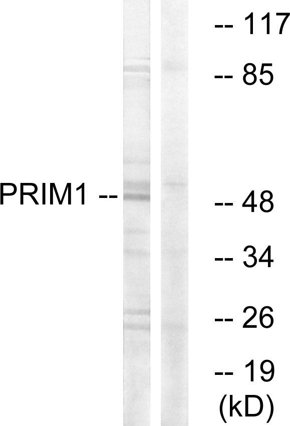 PRIM1 Antibody - Western blot analysis of extracts from HepG2 cells, using PRIM1 antibody.