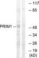 PRIM1 Antibody - Western blot analysis of extracts from HepG2 cells, using PRIM1 antibody.