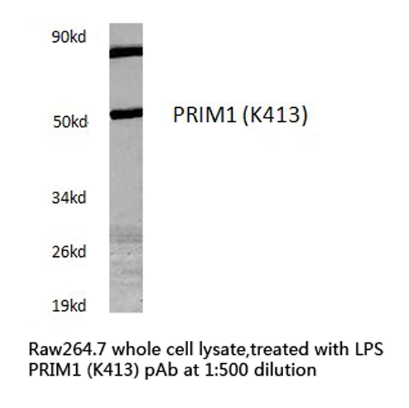 PRIM1 Antibody - Western blot of PRIM1 (K413) pAb in extracts from Raw264.7 cells,treated with LPS.