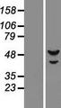 PRIM1 Protein - Western validation with an anti-DDK antibody * L: Control HEK293 lysate R: Over-expression lysate