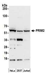 PRIM2 / DNA Primase Antibody - Detection of human PRIM2 by western blot. Samples: Whole cell lysate (50 µg) from HeLa, HEK293T, and Jurkat cells prepared using NETN lysis buffer. Antibody: Affinity purified rabbit anti-PRIM2 antibody used for WB at 0.1 µg/ml. Detection: Chemiluminescence with an exposure time of 30 seconds.