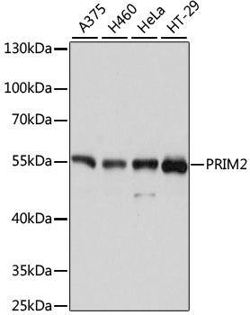 PRIM2 / DNA Primase Antibody - Western blot analysis of extracts of various cell lines, using PRIM2 antibody at 1:3000 dilution. The secondary antibody used was an HRP Goat Anti-Rabbit IgG (H+L) at 1:10000 dilution. Lysates were loaded 25ug per lane and 3% nonfat dry milk in TBST was used for blocking. An ECL Kit was used for detection and the exposure time was 1s.