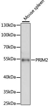 PRIM2 / DNA Primase Antibody - Western blot analysis of extracts of mouse spleen, using PRIM2 antibody at 1:3000 dilution. The secondary antibody used was an HRP Goat Anti-Rabbit IgG (H+L) at 1:10000 dilution. Lysates were loaded 25ug per lane and 3% nonfat dry milk in TBST was used for blocking. An ECL Kit was used for detection and the exposure time was 10s.