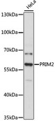 PRIM2 / DNA Primase Antibody - Western blot analysis of extracts of HeLa cells, using PRIM2 antibody at 1:3000 dilution. The secondary antibody used was an HRP Goat Anti-Rabbit IgG (H+L) at 1:10000 dilution. Lysates were loaded 25ug per lane and 3% nonfat dry milk in TBST was used for blocking. An ECL Kit was used for detection and the exposure time was 90s.