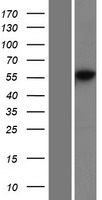 PRIM2 / DNA Primase Protein - Western validation with an anti-DDK antibody * L: Control HEK293 lysate R: Over-expression lysate