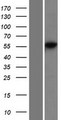 PRIM2 / DNA Primase Protein - Western validation with an anti-DDK antibody * L: Control HEK293 lysate R: Over-expression lysate