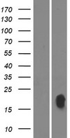 PRIMA1 Protein - Western validation with an anti-DDK antibody * L: Control HEK293 lysate R: Over-expression lysate