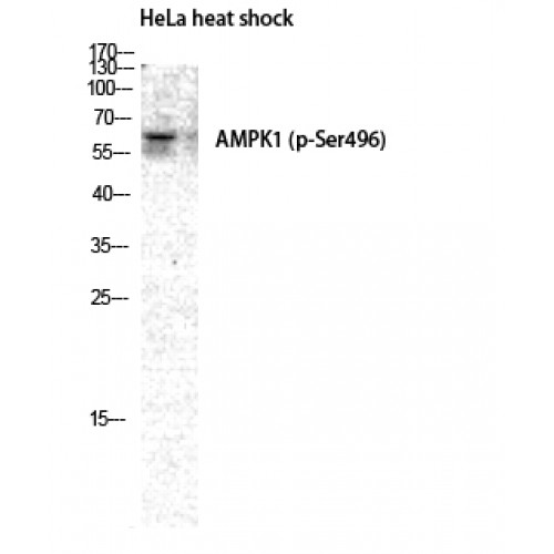 PRKAA1 / AMPK Alpha 1 Antibody - Western blot of Phospho-AMPKalpha1 (S496) antibody