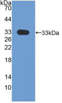 PRKAA1 / AMPK Alpha 1 Antibody - Western Blot; Sample: Recombinant PRKAa1, Human.