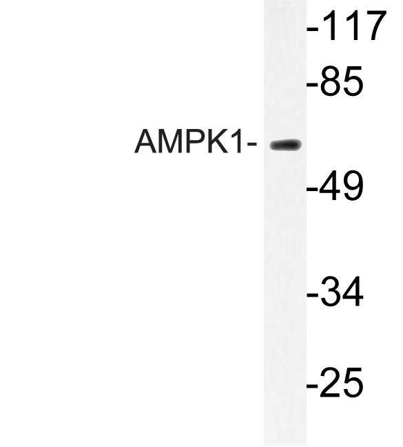 PRKAA1 / AMPK Alpha 1 Antibody - Western blot of AMPK1 (N180) pAb in extracts from HepG2 cells.