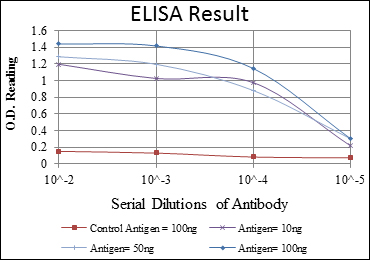 PRKAA1 / AMPK Alpha 1 Antibody - Red: Control Antigen (100ng); Purple: Antigen (10ng); Green: Antigen (50ng); Blue: Antigen (100ng);