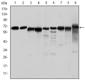 PRKAA1 / AMPK Alpha 1 Antibody - Western blot using PRKAA1 mouse monoclonal antibody against Jurkat (1), HeLa (2), HepG2 (3), MCF-7 (4), Cos7 (5), NIH/3T3 (6), K562 (7), HEK293 (8), and PC-12 (9) cell lysate.