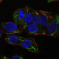 PRKAA1 / AMPK Alpha 1 Antibody - Immunofluorescence of NTERA-2 cells using PRKAA1 mouse monoclonal antibody (green). Blue: DRAQ5 fluorescent DNA dye. Red: Actin filaments have been labeled with Alexa Fluor-555 phalloidin.