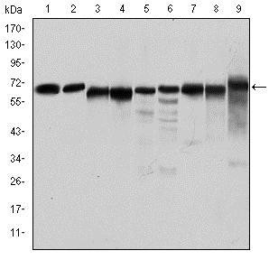 PRKAA1 / AMPK Alpha 1 Antibody - Western Blot: AMPK alpha 1 Antibody (2B7) - Western blot analysis using AMPK alpha 1 mouse mAb against Jurkat (1), HeLa (2), HepG2 (3), MCF-7 (4), Cos7 (5), NIH/3T3 (6), K562 (7), HEK293 (8), and PC-12 (9) cell lysate.
