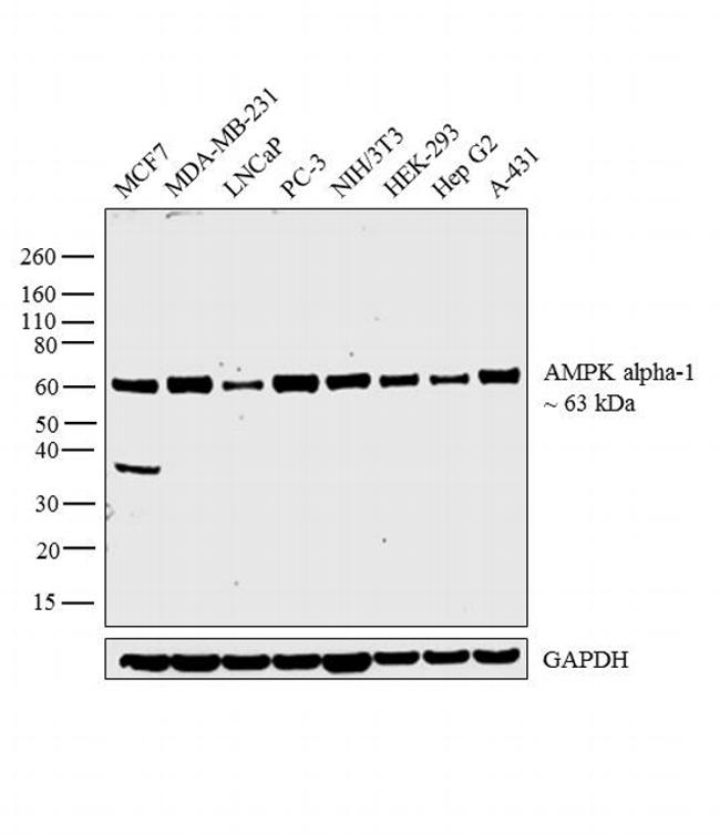 PRKAA1 / AMPK Alpha 1 Antibody - AMPK alpha-1 Antibody in Western Blot (WB)