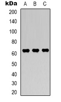 PRKAA1 / AMPK Alpha 1 Antibody - Western blot analysis of AMPK alpha 1 expression in HeLa (A); NIH3T3 (B); PC12 (C) whole cell lysates.