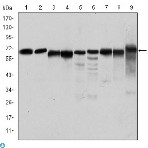 PRKAA1 / AMPK Alpha 1 Antibody - Western Blot (WB) analysis using AMPKalpha1 Monoclonal Antibody against Jurkat (1), HeLa (2), HepG2 (3), MCF-7 (4), Cos7 (5), NIH/3T3 (6), K562 (7), HEK293 (8), and PC-12 (9) cell lysate.
