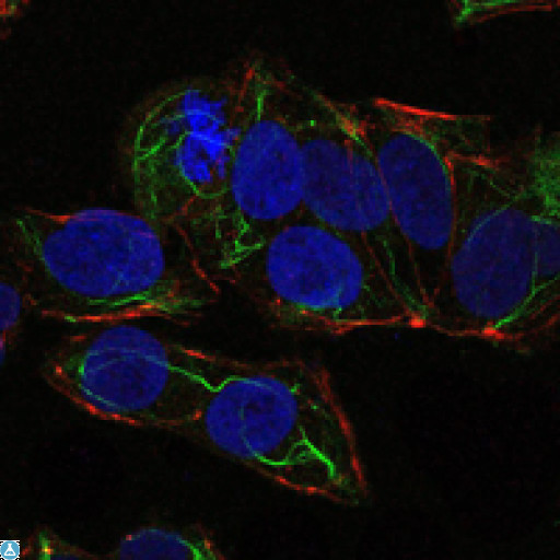 PRKAA1 / AMPK Alpha 1 Antibody - Immunofluorescence (IF) analysis of NTERA-2 cells using AMPKalpha1 Monoclonal Antibody (green). Blue: DRAQ5 fluorescent DNA dye. Red: Actin filaments have been labeled with Alexa Fluor-555 phalloidin.