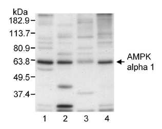 PRKAA1 / AMPK Alpha 1 Antibody - Detection of AMPK alpha 1 in extracts of (1) bovine aortic endothelial cells, (2) rat aortic smooth muscle cells, (3) HepG2 cells, and (4) human aortic endothelial cells