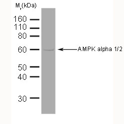 PRKAA1 / AMPK Alpha 1 Antibody - AMPK alpha 1/2 detected in human brain lysate using Mouse anti-AMPK alpha 1/2