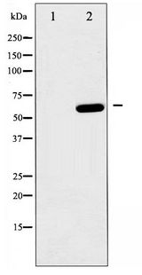 PRKAA1 / AMPK Alpha 1 Antibody - Western blot of AMPK1 phosphorylation expression in heatshock treated HeLa whole cell lysates,The lane on the left is treated with the antigen-specific peptide.
