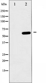 PRKAA1 / AMPK Alpha 1 Antibody - Western blot analysis of AMPK1 phosphorylation expression in heatshock treated HeLa whole cells lysates. The lane on the left is treated with the antigen-specific peptide.