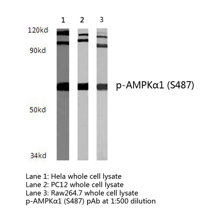 PRKAA1 / AMPK Alpha 1 Antibody - Western blot of p-AMPK1 (S487) pAb in extracts from HeLa ,PC12 and Raw264.7 cells.