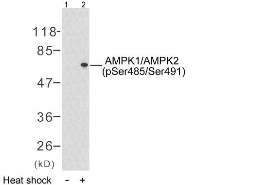 PRKAA1 / AMPK Alpha 1 Antibody - Western blot analysis of lysates from HeLa cells treated with heat shock, using AMPK1 (Phospho-Ser485) Antibody. The lane on the right is blocked with the phospho peptide.