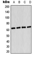 PRKAA1 / AMPK Alpha 1 Antibody - Western blot analysis of AMPK alpha 1 (pS496) expression in HUVEC UV-treated (A); HeLa (B); SP2/0 (C); PC12 (D) whole cell lysates.