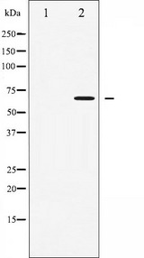 PRKAA1 / AMPK Alpha 1 Antibody - Western blot analysis of AMPK alpha phosphorylation expression in Heatshock treated 293 whole cells lysates. The lane on the left is treated with the antigen-specific peptide.