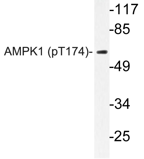 PRKAA1 / AMPK Alpha 1 Antibody - Western blot of p-AMPK1 (T174)pAb in extracts from HUVEC cells.