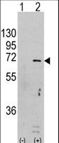 PRKAA1 / AMPK Alpha 1 Antibody - Western blot of PRKAA1 (arrow) using rabbit polyclonal PRKAA1 Antibody (S246). 293 cell lysates (2 ug/lane) either nontransfected (Lane 1) or transiently transfected with the PRKAA1 gene (Lane 2) (Origene Technologies).
