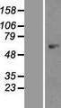 PRKAA1 / AMPK Alpha 1 Protein - Western validation with an anti-DDK antibody * L: Control HEK293 lysate R: Over-expression lysate