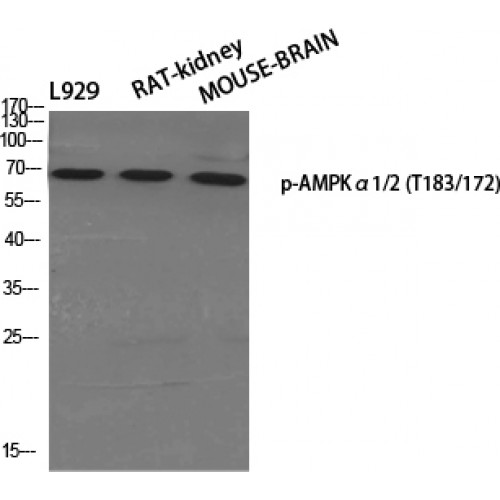 PRKAA1 + PRKAA2 Antibody - Western blot of Phospho-AMPKalpha1/2 (T183/172) antibody