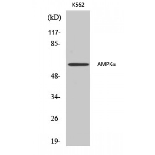 PRKAA1 + PRKAA2 Antibody - Western blot of AMPKalpha1/2 antibody