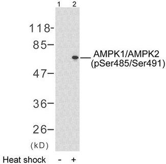 PRKAA1 + PRKAA2 Antibody - Western blot analysis using AMPK1/AMPK2 (Phospho-Ser485/Ser491) Antibody.Line1: The extracts from HeLa cells; Line2: The extracts from HeLa cells treated with heat shock.