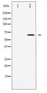 PRKAA1 + PRKAA2 Antibody - Western blot of AMPK alpha phosphorylation expression in Heatshock treated 293 whole cell lysates,The lane on the left is treated with the antigen-specific peptide.
