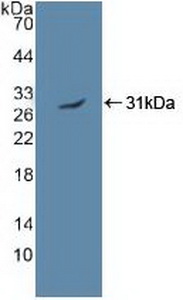 PRKAA2 / AMPK Alpha 2 Antibody - Western Blot; Sample: Recombinant PRKAa2, Human.